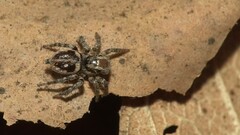 Stenaelurillus gabrieli