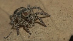 Stenaelurillus gabrieli