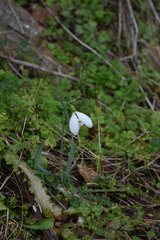 Galanthus gracilis