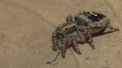 Stenaelurillus gabrieli