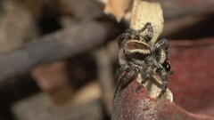 Stenaelurillus gabrieli