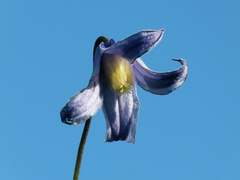 Clematis integrifolia