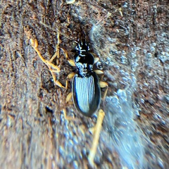Patrobus longicornis