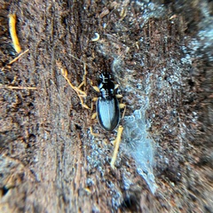 Patrobus longicornis