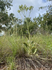 Kalanchoe paniculata