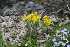 Draba streptocarpa