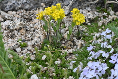 Draba streptocarpa