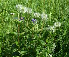 Clematis integrifolia