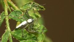 Oxyopes shweta