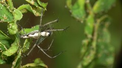 Oxyopes shweta