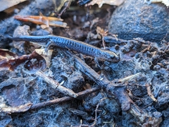 Plethodon cinereus