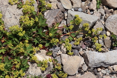 Alchemilla colorata