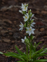 Chlorophytum tuberosum