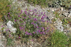 Astragalus xylobasis
