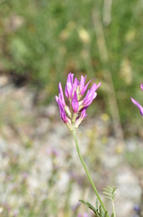 Astragalus xylobasis