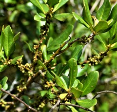 Myrsine cubana