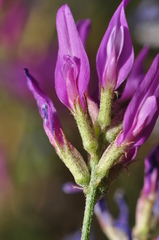 Astragalus xylobasis