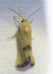 Ponometia tortricina