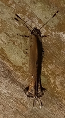 Electrostrymon denarius