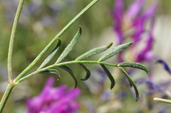 Astragalus xylobasis