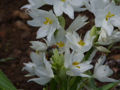 Chlorophytum tuberosum