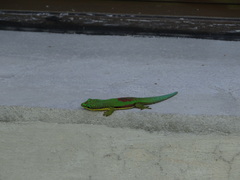 Phelsuma lineata