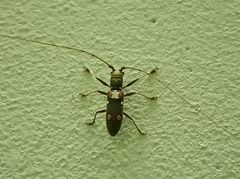 Olenecamptus bilobus