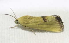 Ponometia tortricina