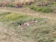 Daptrius carunculatus