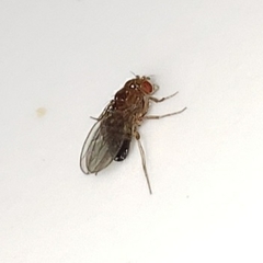 Drosophilidae