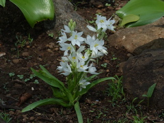 Chlorophytum tuberosum