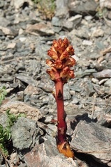 Orobanche alba xanthostigma