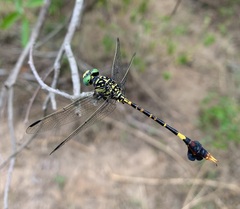 Paragomphus sabicus