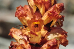 Orobanche alba xanthostigma