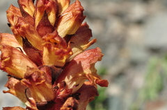 Orobanche alba xanthostigma