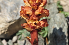 Orobanche alba xanthostigma