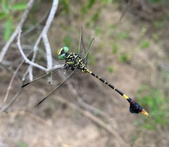 Paragomphus sabicus