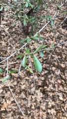 Ligustrum quihoui
