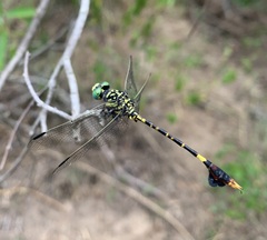 Paragomphus sabicus