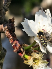 Dasysyrphus intrudens