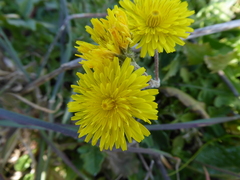 Crepis sancta