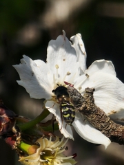 Dasysyrphus intrudens