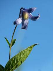 Clematis integrifolia