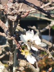Dasysyrphus intrudens