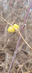 Solanum carolinense