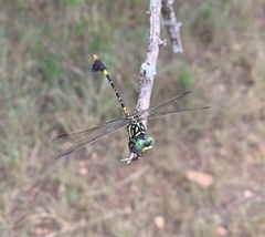 Paragomphus sabicus