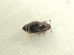 Carpophilus