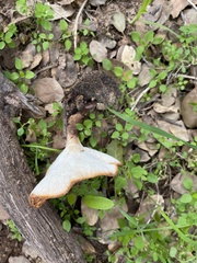 Polyporus decurrens