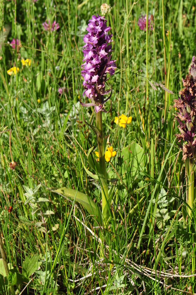 Dactylorhiza osmanica (Klinge) P.F.Hunt & Summerh. 2