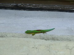 Phelsuma lineata